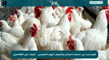 تغير جديد في أسعار الدواجن والبيض اليوم الخميس.. تعرف على التفاصيل